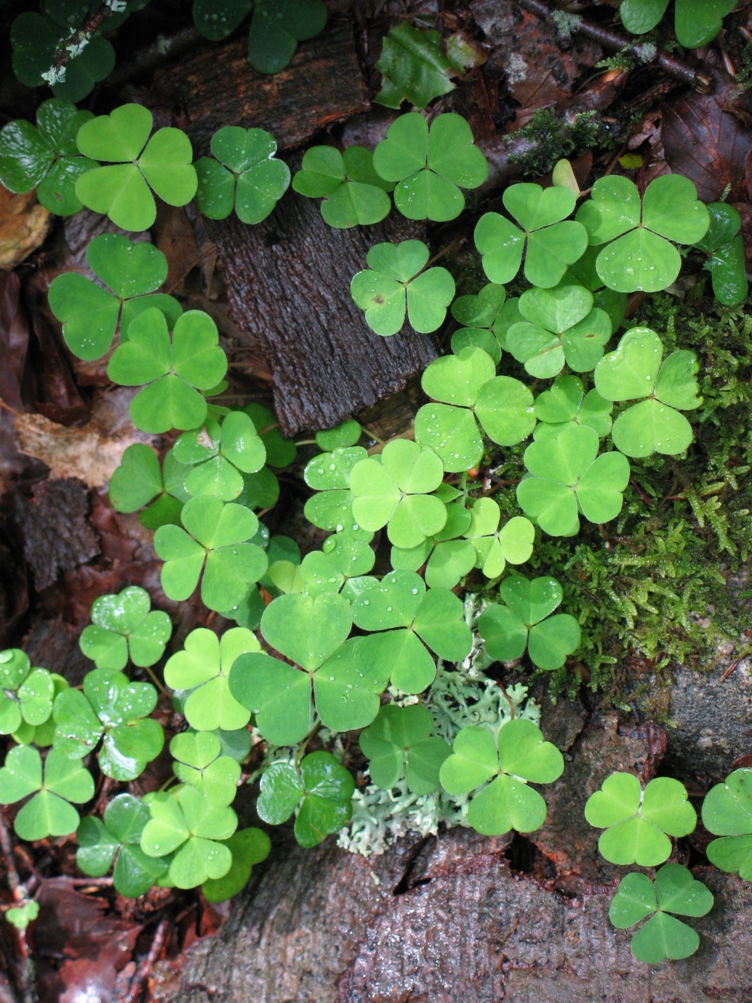 Redwood Sorrel (Oxalis oregana)