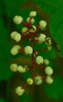 White Baneberry (Actaea pachypoda) Care and ID