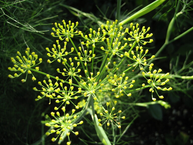 Fennel