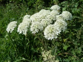 Hogweed