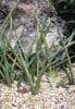 Sansevieria Cylindrica