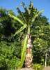 Abyssinian Banana