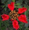 African Tulip Flower