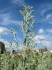 Artemisia absinthium