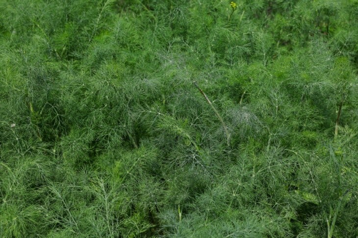 Dill