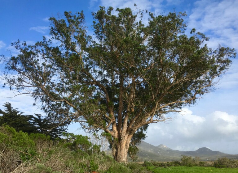 Eucalyptus