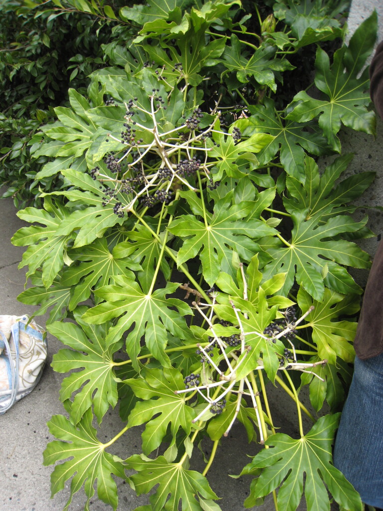 Fatsia japonica