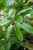 Ficus cyathistipula