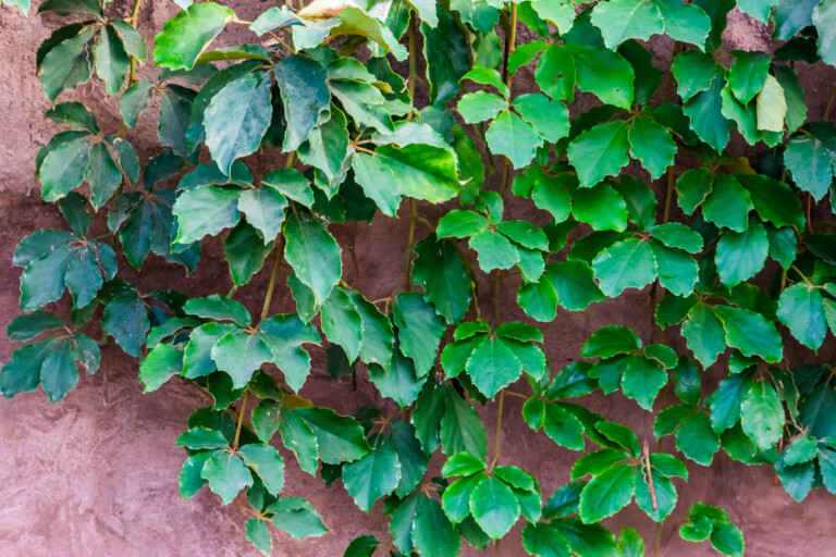 Grape Vine
