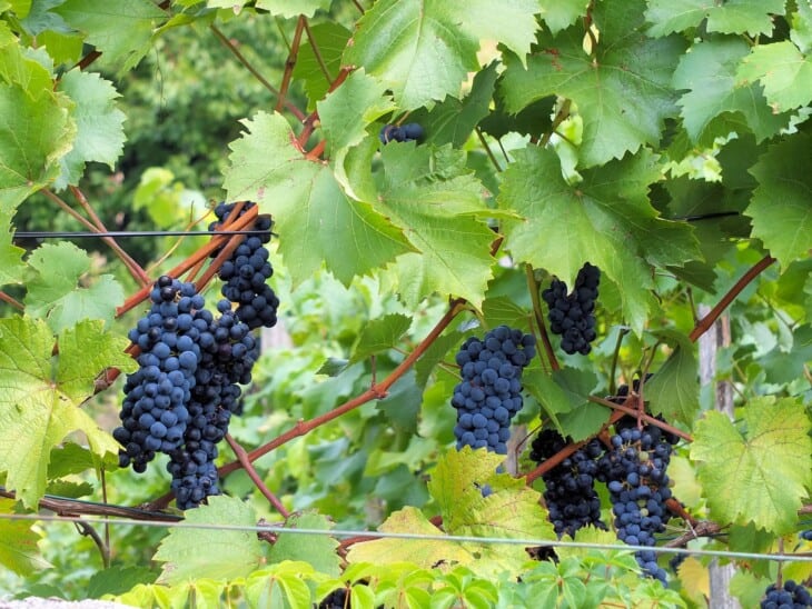 Grapes on the vine