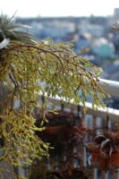 Dancing Bones Cactus (Hatiora salicornioides) Care Guide