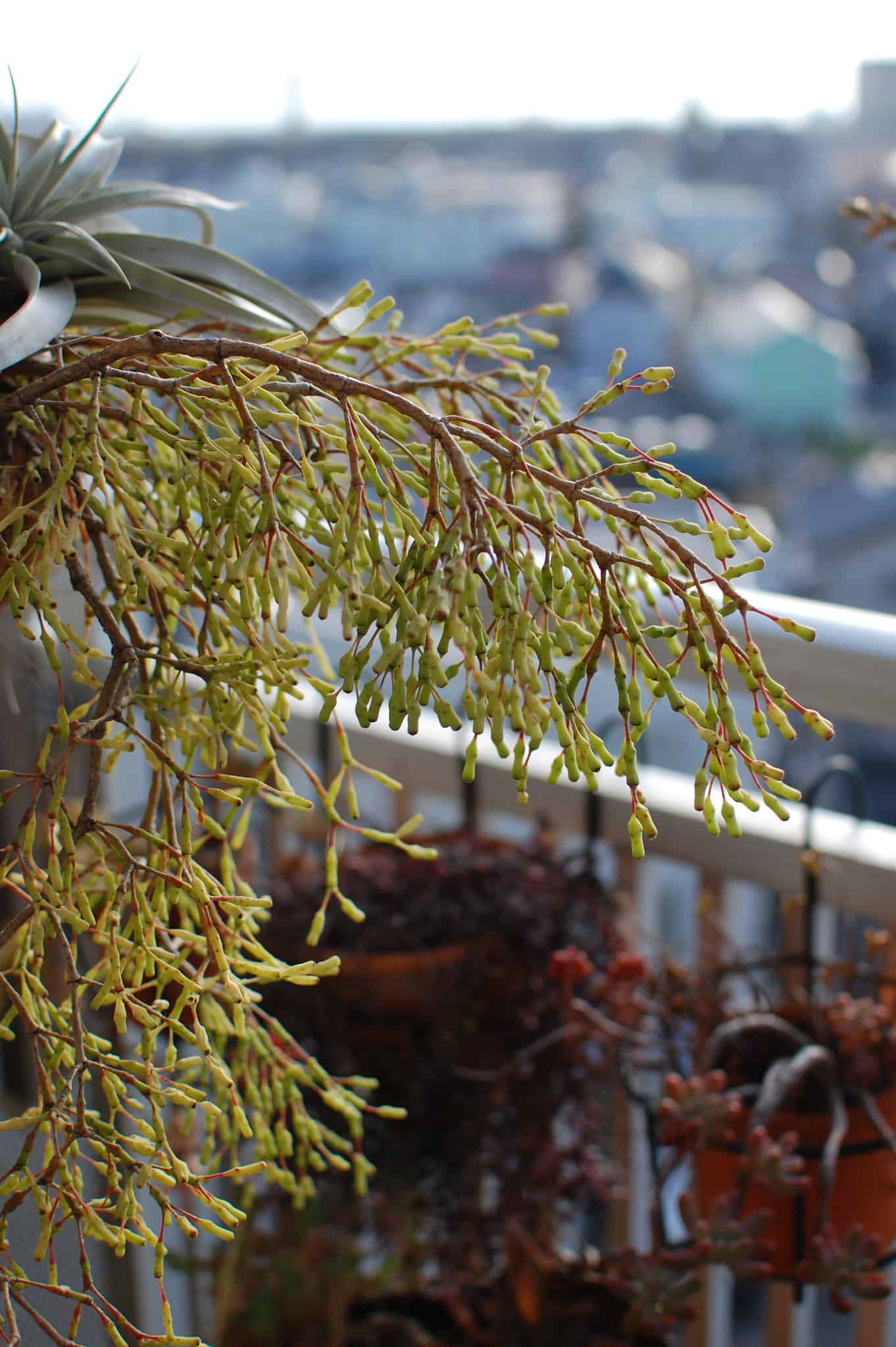 Dancing Bones Cactus (Hatiora salicornioides) Care Guide