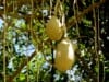 Kigelia Africana