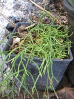Trailing Mistletoe Cactus (Rhipsalis capilliformis)