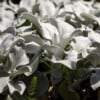 Senecio candicans