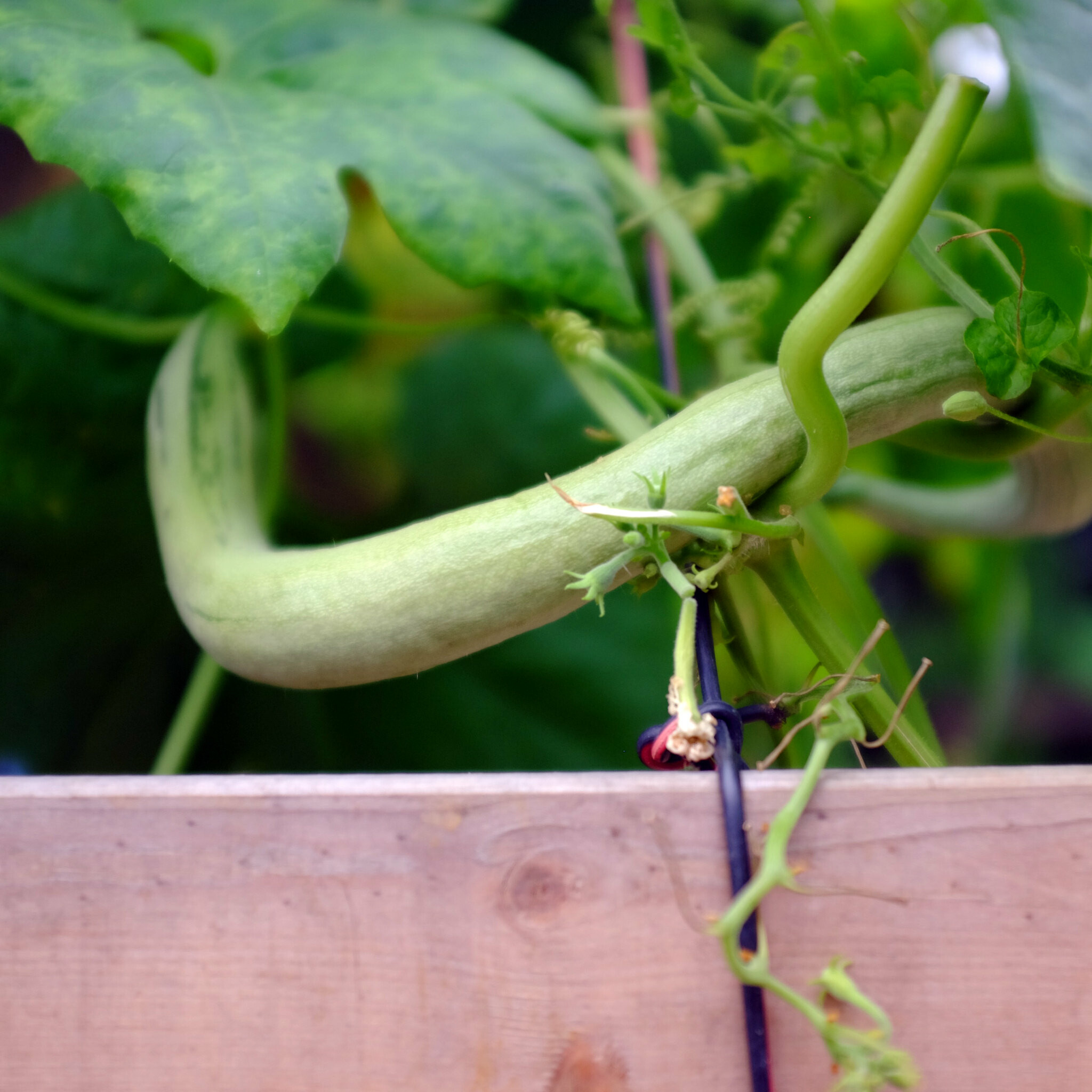 Snake Gourd (Trichosanthes cucumerina) - How to Grow & Care Guide