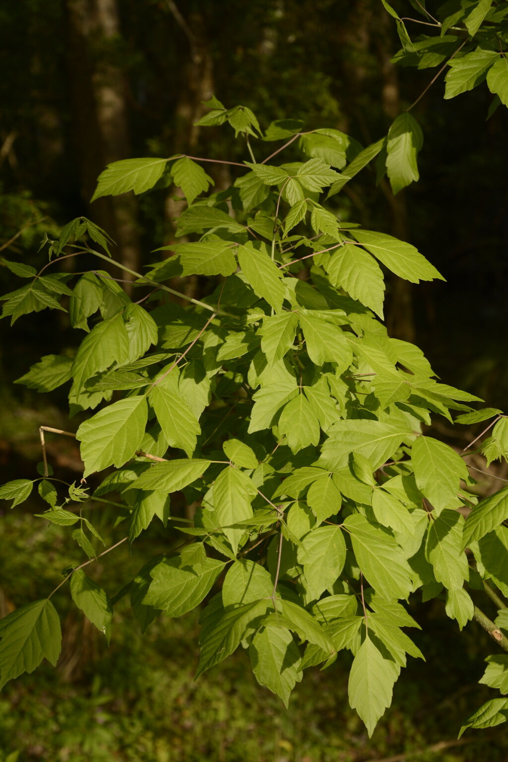 Boxelder (Acer negundo)