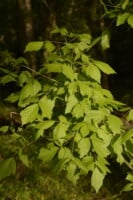 Boxelder (Acer negundo)