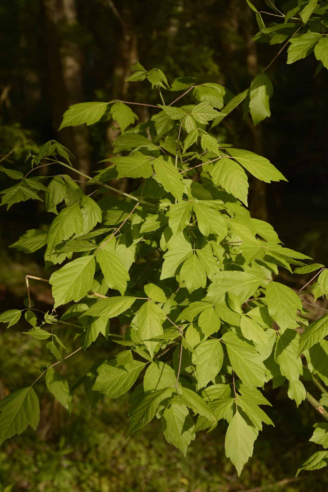 Boxelder (Acer negundo)