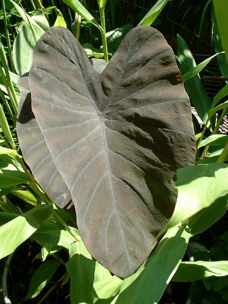 Colocasia esculenta Black Magic