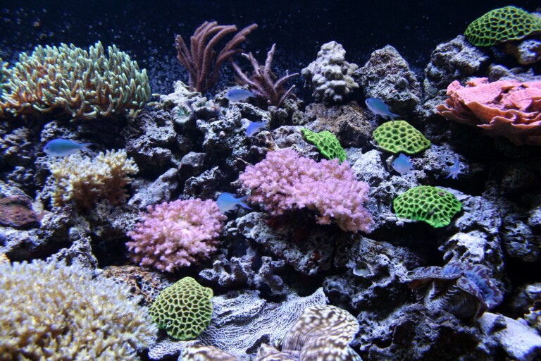 Coral