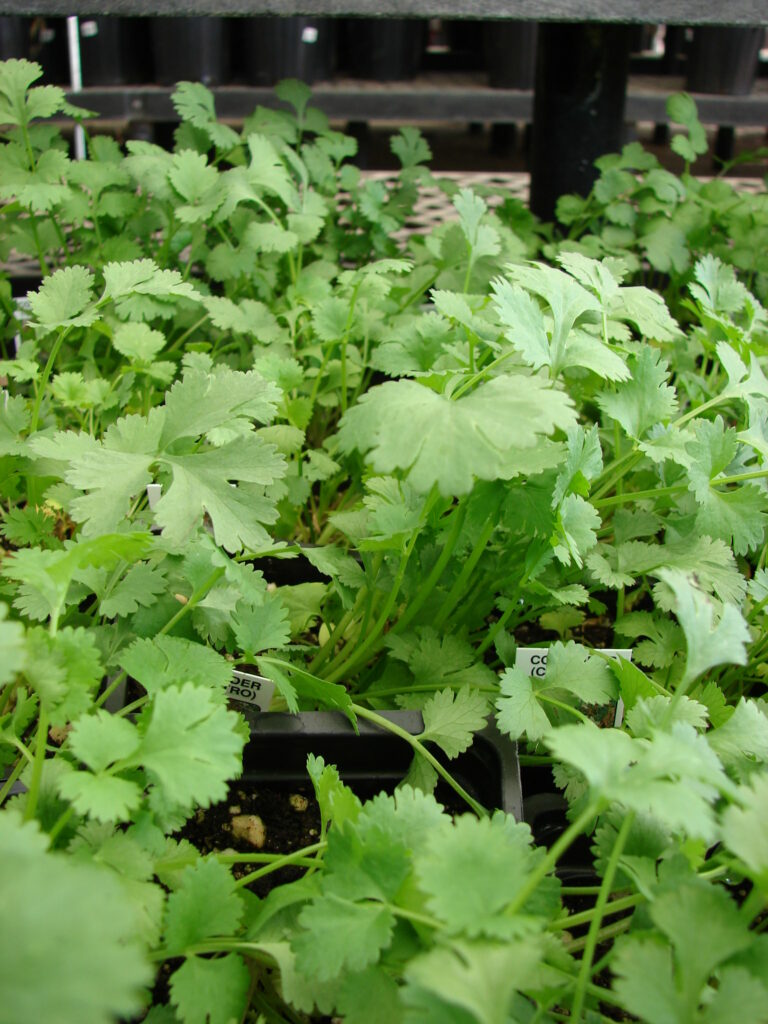 Coriandrum sativum