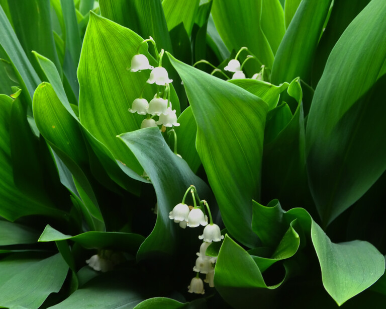 Lily of the Valley
