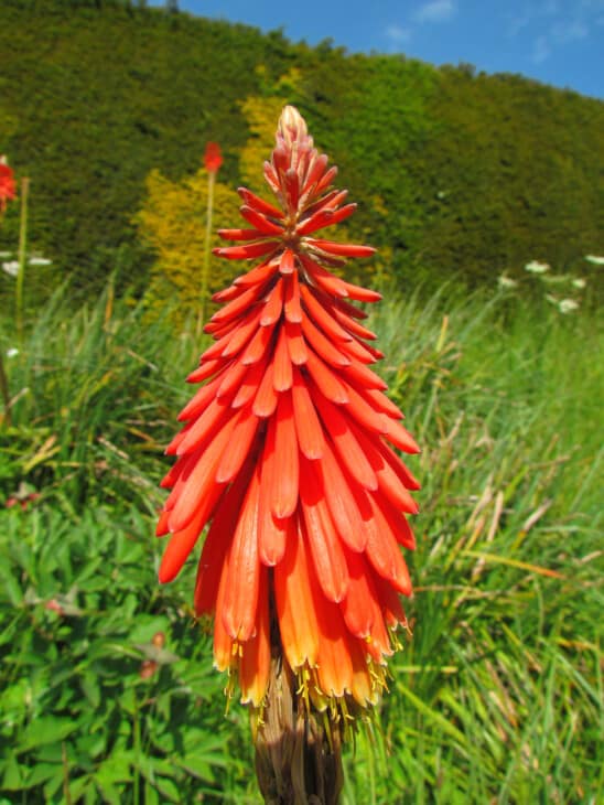 Orange-red red-hot poker flower spike against a green hedge