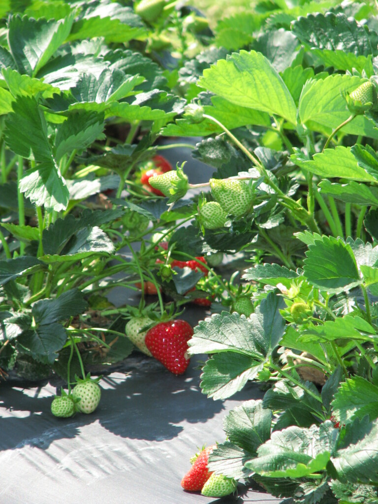 Strawberry
