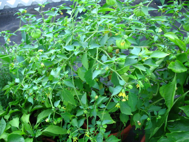 Tomatillos