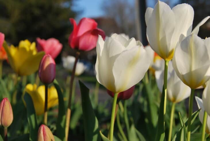 Tulip