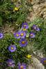 Aster alpinus