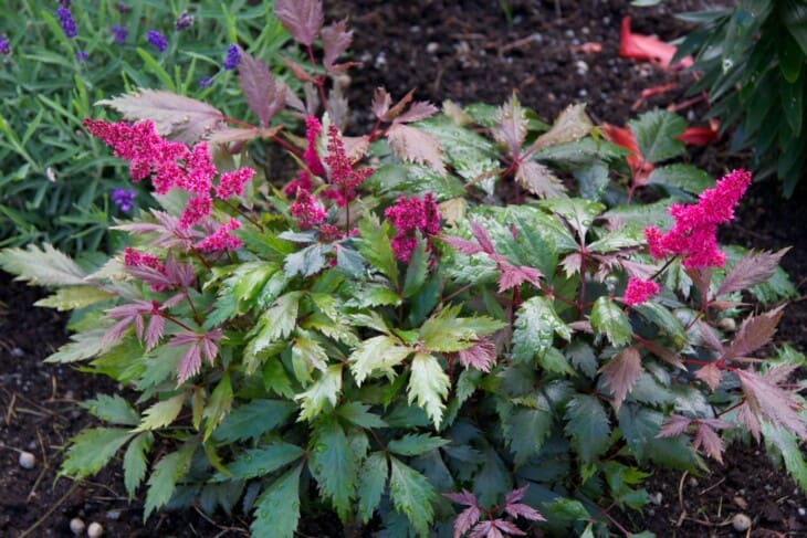 Astilbe