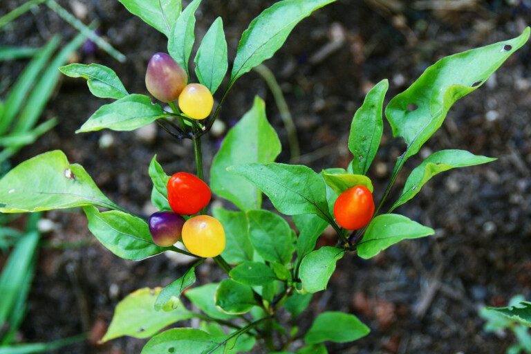 Aurora Pepper