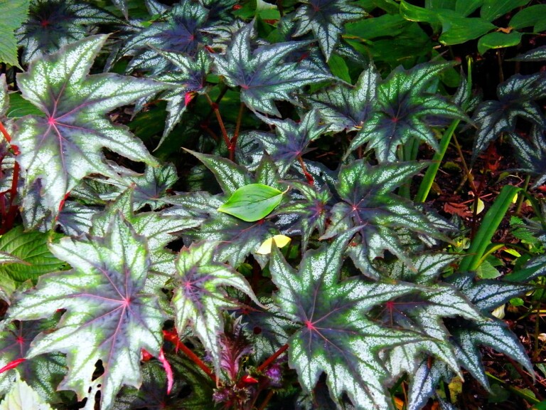 Begonia 1