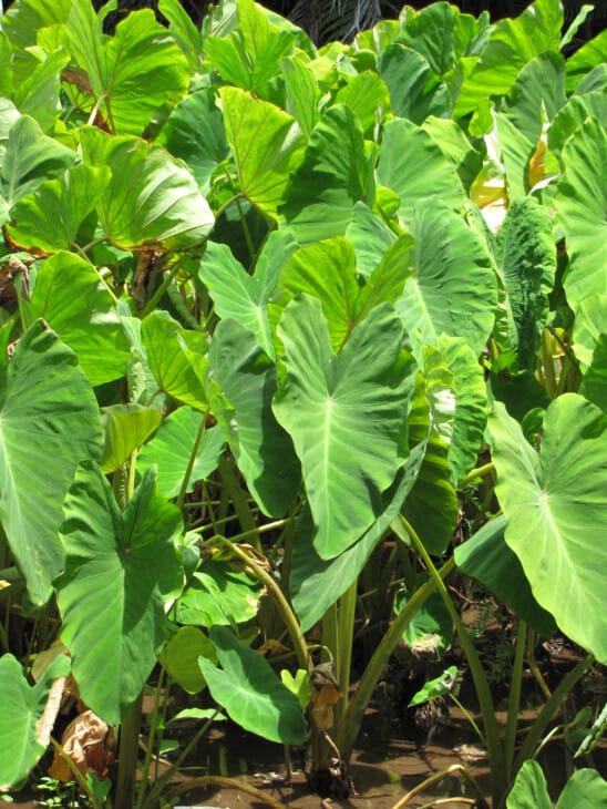 Colocasia esculenta