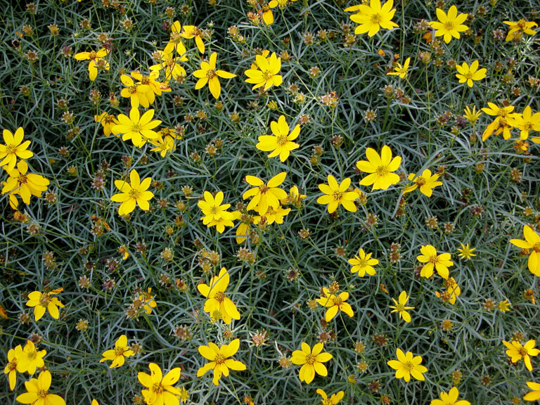 Coreopsis verticillata
