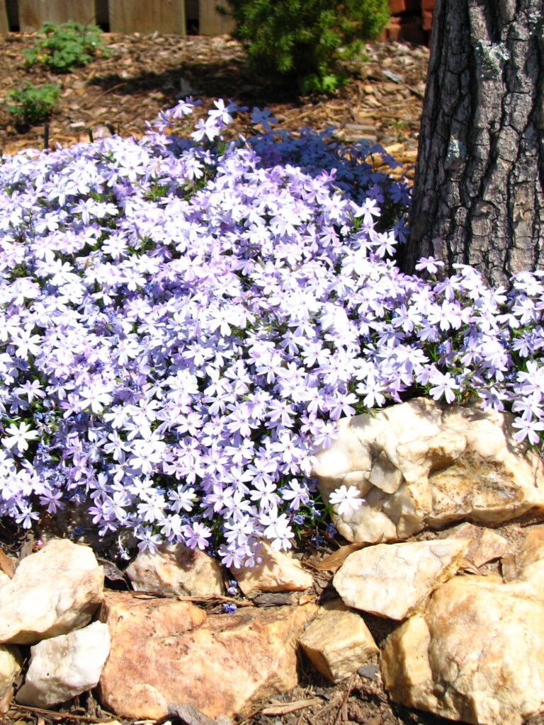 Creeping Phlox