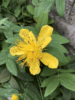 Hypericum Calycinum