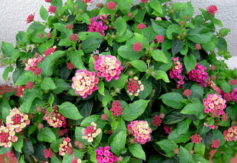 Lantana