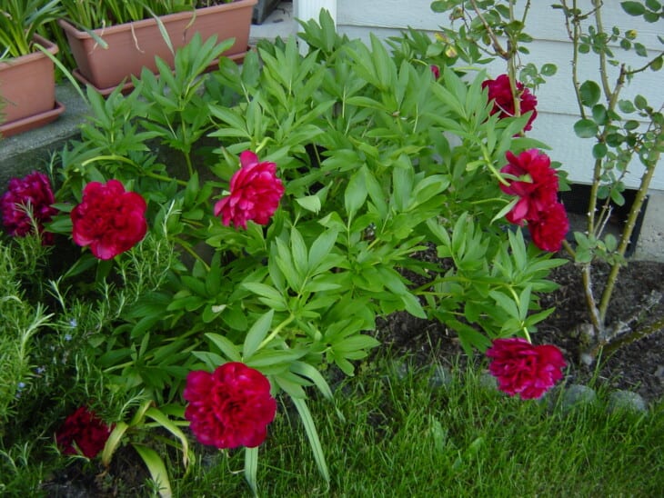 Peonies