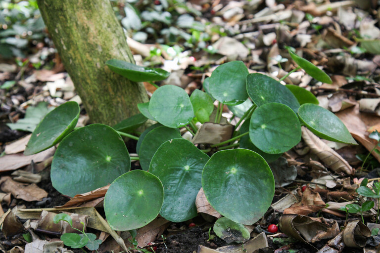 Pilea peperomioides