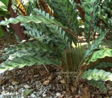 Prayer Plant