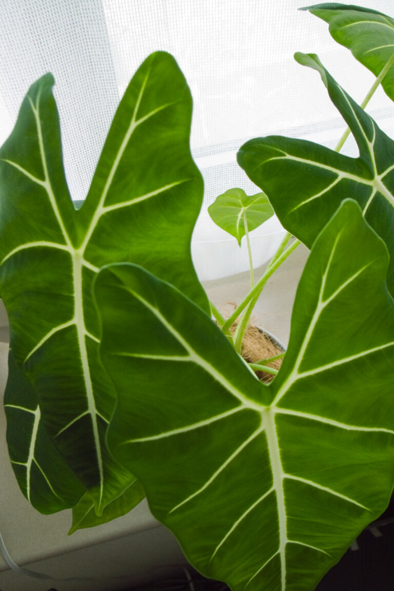 4.Green Velvet Alocasia