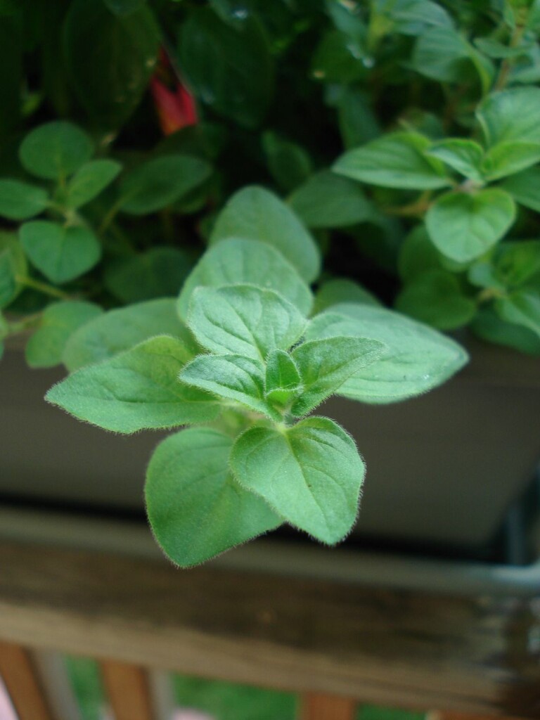 Oregano