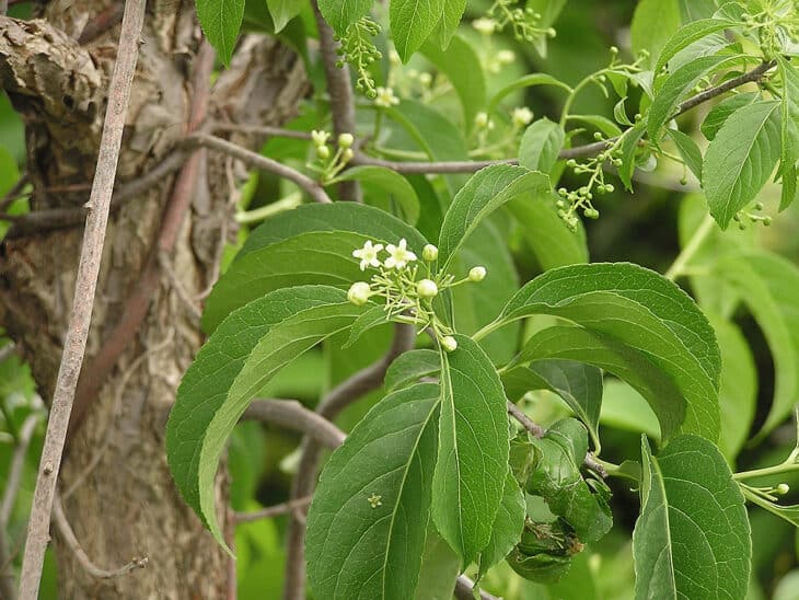7025 Flowering Cornus Drummondii (Dogwood) - Gettysburg