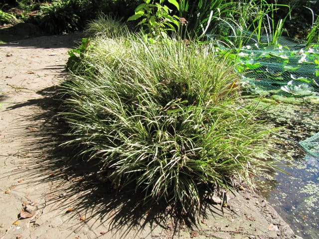 Acorus gramineus