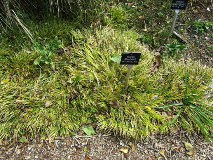 Acorus gramineus