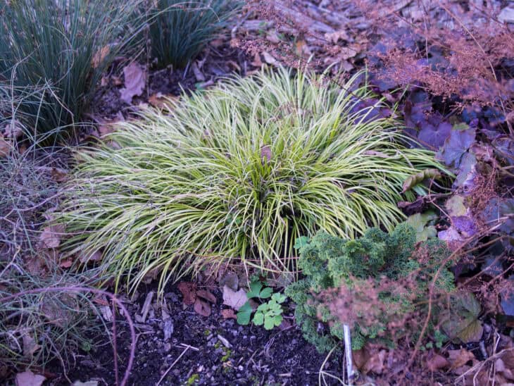Acorus gramineus