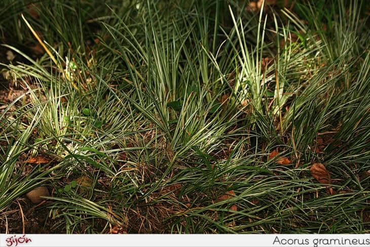 Acorus gramineus